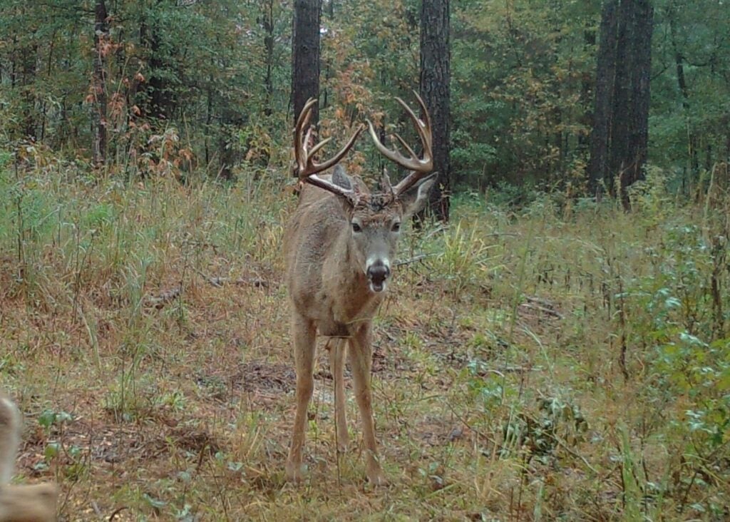 photo of a large whitetail deer with a trail camera