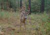 trail-camera photo of big whitetail deer