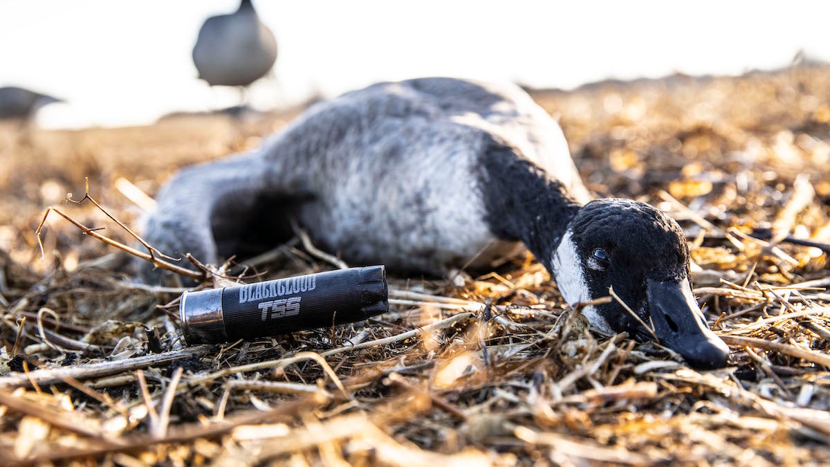 Dead goose next to an empty shotgun shell in a cornfield.