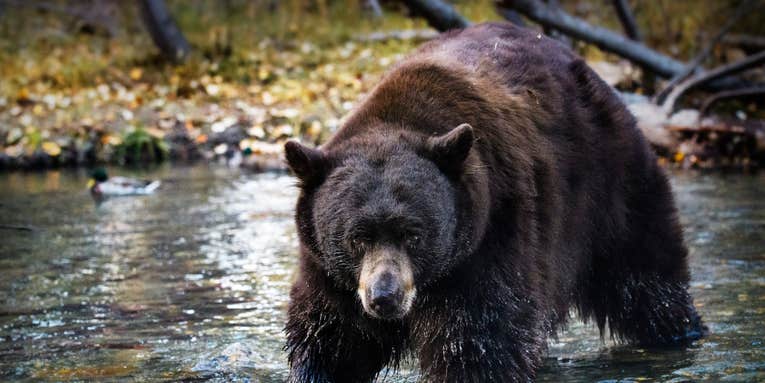 Anti-Hunters Try to Ban Black Bear Hunting in California For Second Year in a Row