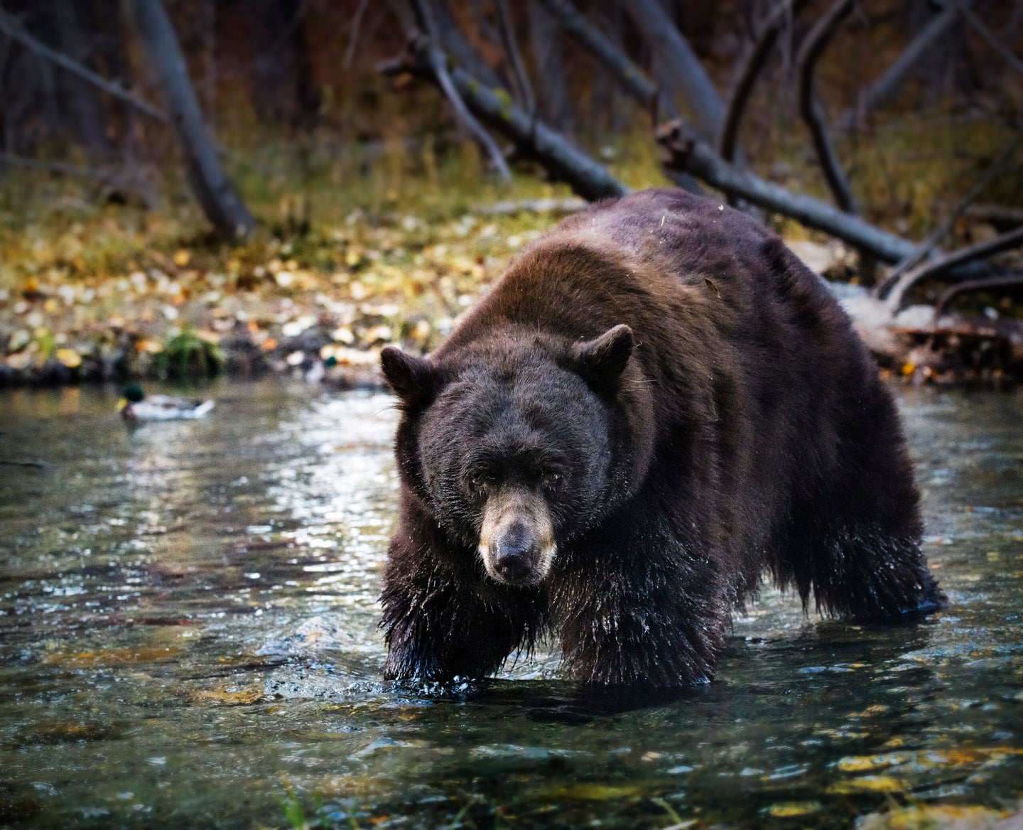 black bear walks through creek in California