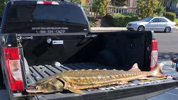 Game Wardens Release Endangered Green Sturgeon Found Alive in the Back of SUV