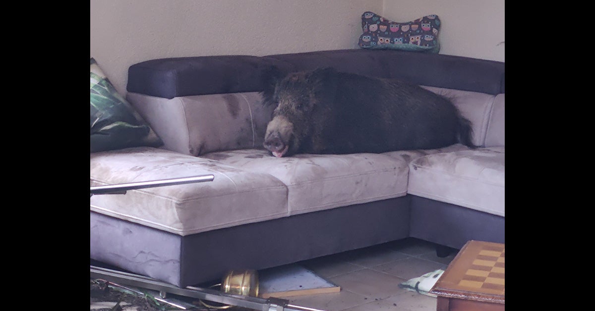 black wild boar lies on couch