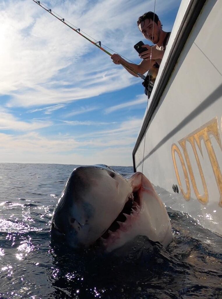 Fisherman Jumps in the Ocean to Catch a Great White Shark