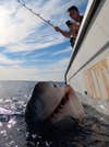 The huge white shark weighed over 700 pounds. 