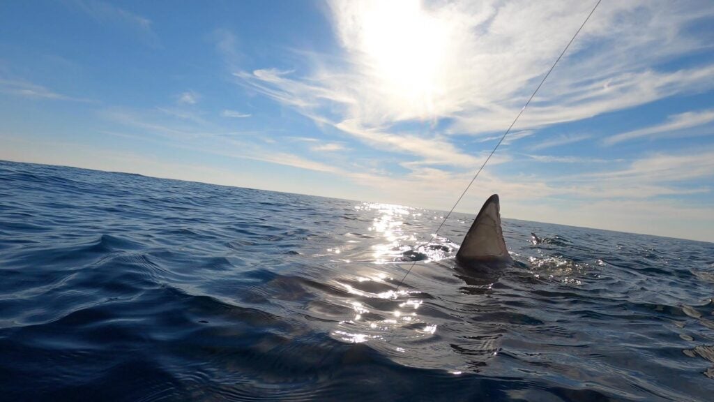 Video: Fisherman Jumps in the Ocean to Catch a Great White Shark
