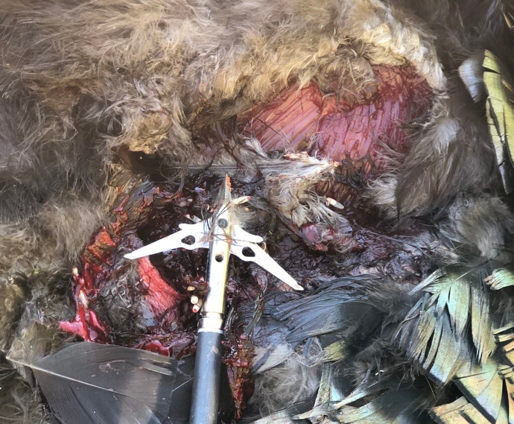 Turkey hunting broadhead and wound.