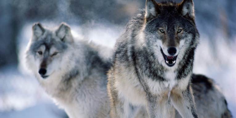Opinion: Why Relisting Gray Wolves Is So Wrong—and Hunting Seasons Are So Necessary