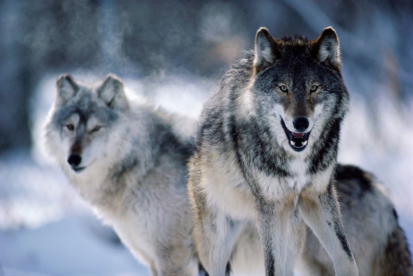 Gray wolves from Minnesota. Minnesota holds an active wolf population of about 1,200 wolves.