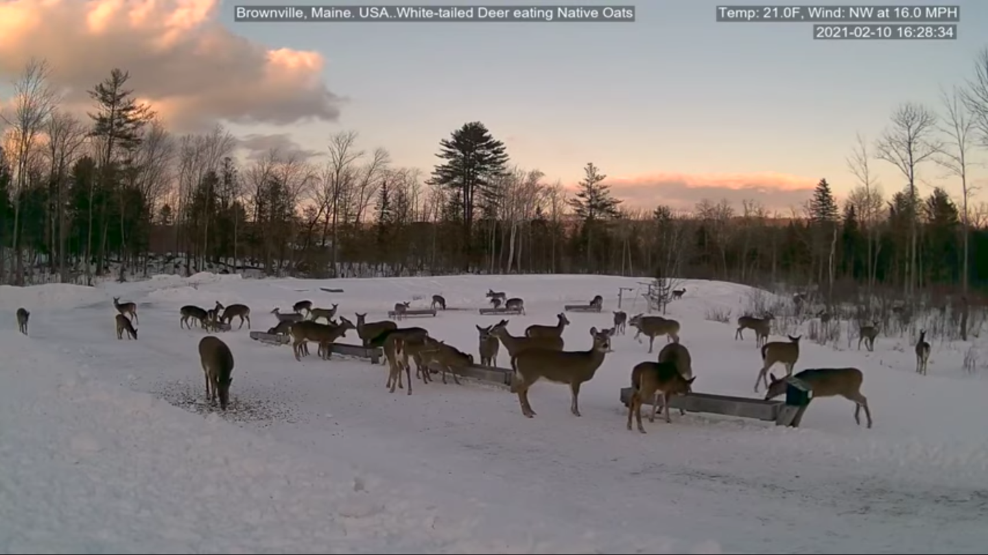 Video still of deer feeding from trofts in Brownville Maine.