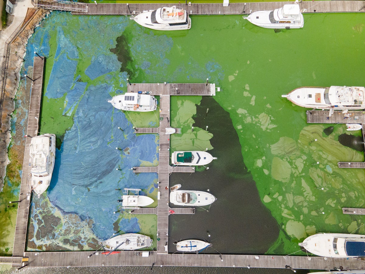 Toxic algae bloom in a Florida boat marina.