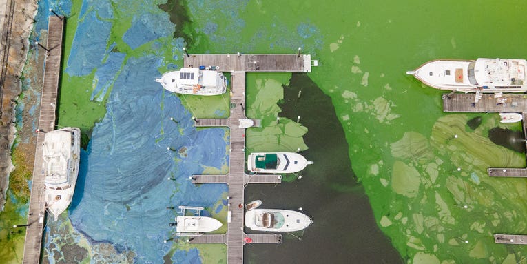 Florida Water-Policy Bill Could Bring More Algae Blooms and Fish Kills