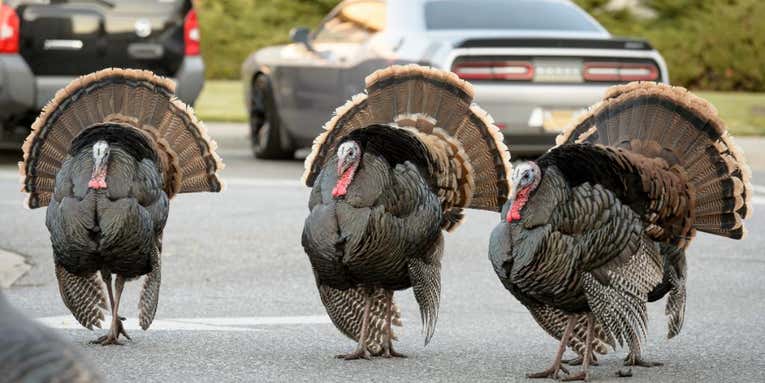 Rising Turkey Attacks at NASA Research Center Prompt Officials to Relocate Birds