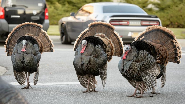 Turkeys at NASA's Ames Research Center in California are wreaking havoc with workers.