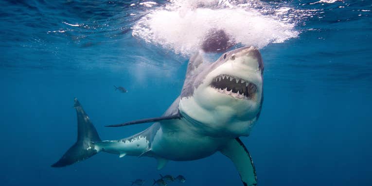 Great White Shark Attacks and Kills Swimmer Near Sidney, Australia