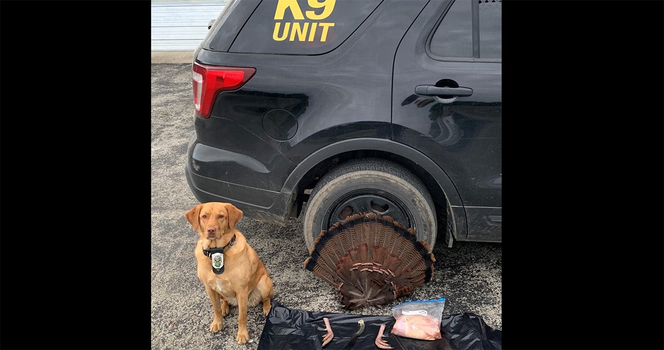 Last spring, Scout, a K-9 officer with the Ohio Division of Wildlife found the evidence needed to convict a poacher. 
