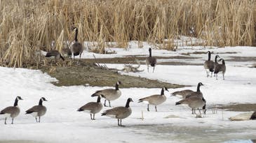 Dozens of Geese and Pelicans Mysteriously Found Dead in Iowa