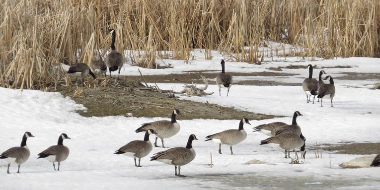 Dozens of Geese and Pelicans Mysteriously Found Dead in Iowa