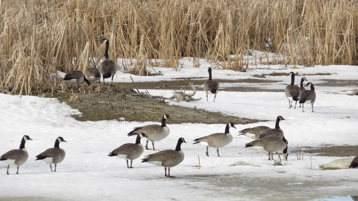 Canada geese walk through snowy field near field of crops
