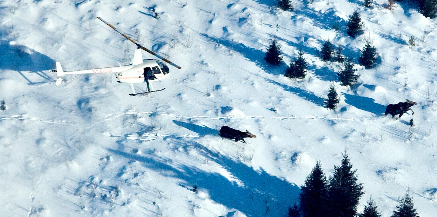 Researchers in northeastern Minnesota tranquilize moose from a helicopter before conducting various tests on the animals.