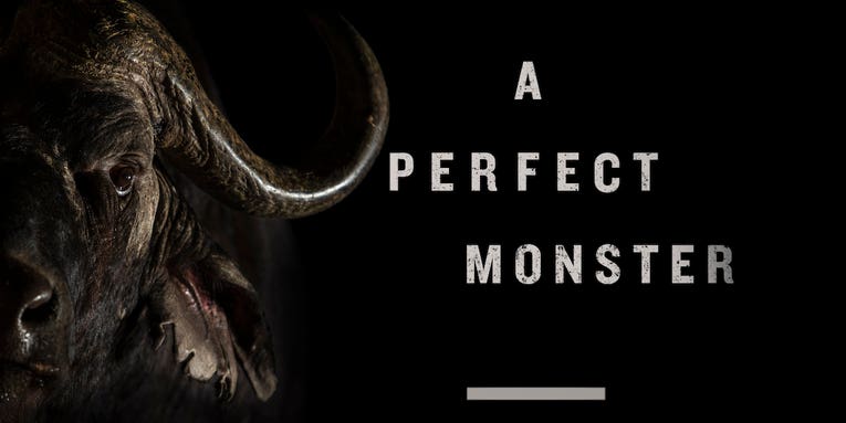 Is The Cape Buffalo Really a Monster?