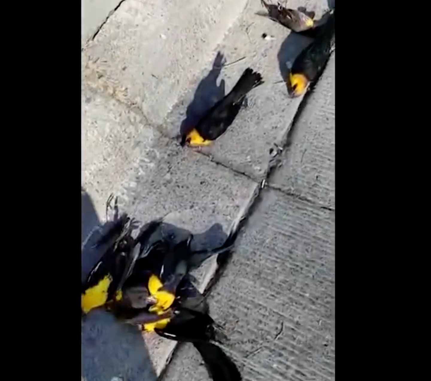 dead yellow-headed blackbirds