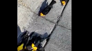 Video: Watch Hundreds of Blackbirds Plummet into the Ground in Mexico