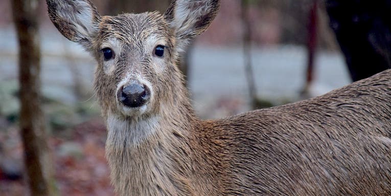 Federal Marksmen to Use Shotguns and Night Vision to Cull 180 Deer on Long Island