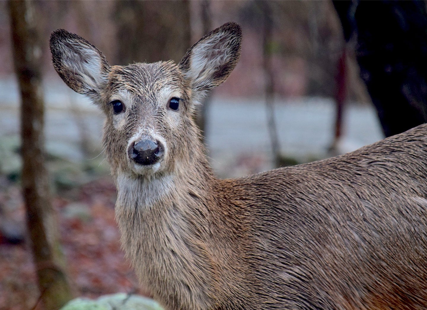 whitetail deer looks at camera
