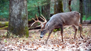Deer Guide Secrets: Why You Should Be Scouting for Big-Woods Bucks Now