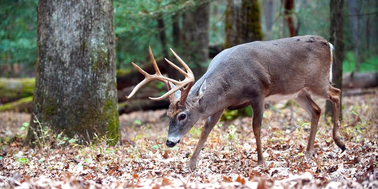Deer Guide Secrets: Why You Should Be Scouting for Big-Woods Bucks Now