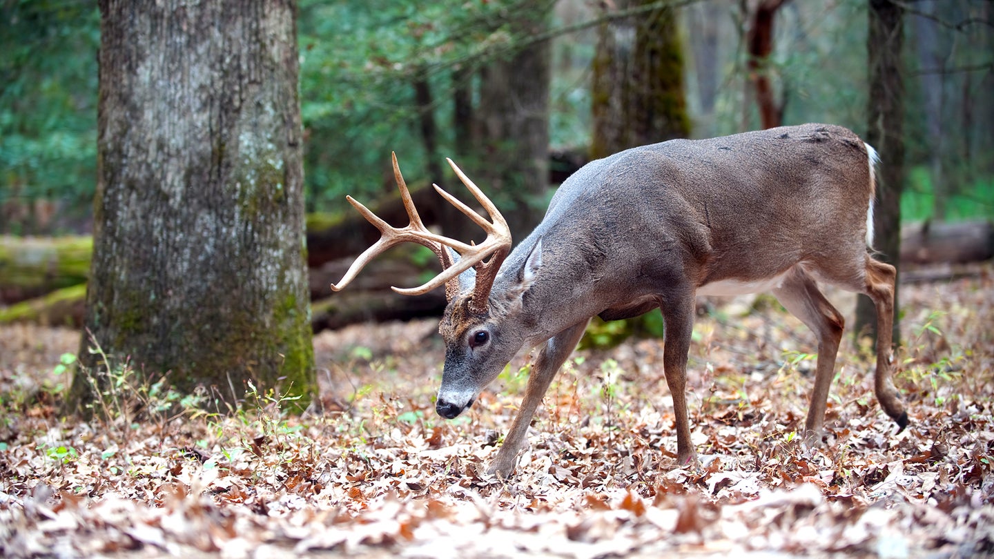 A big whitetail buck walk through the woods with trees in background