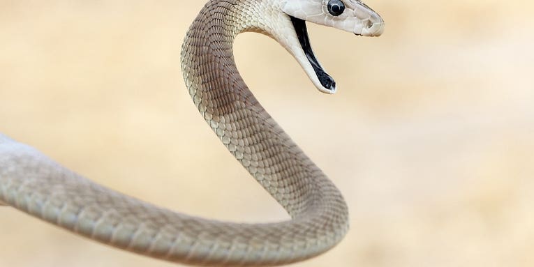 8.5-Foot Black Mamba Removed from Behind T.V. in South Africa