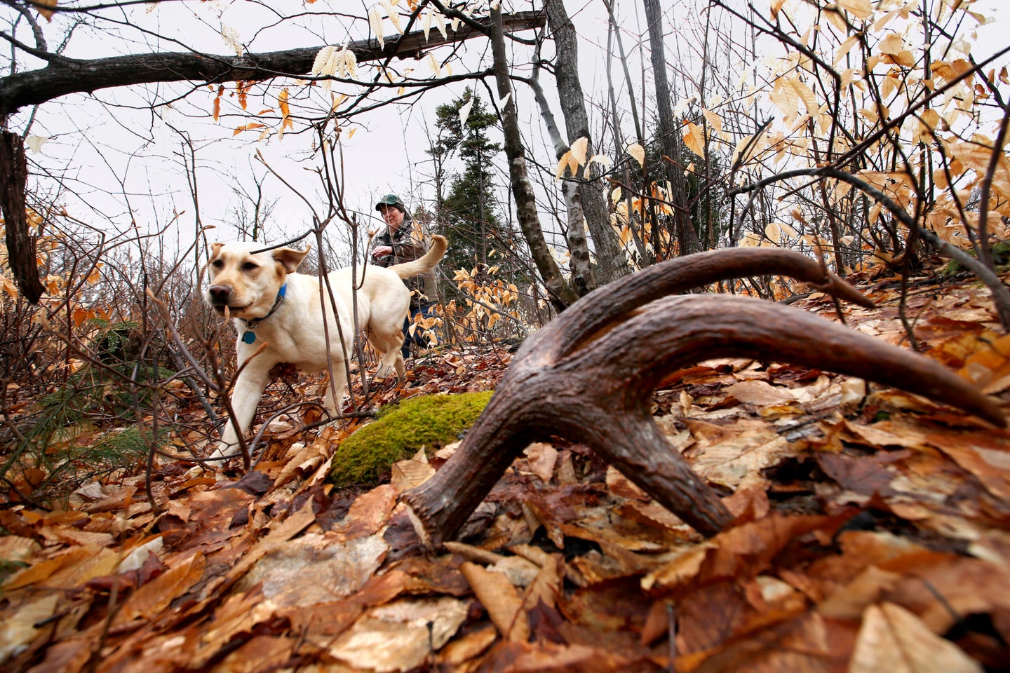 DEXTER, ME - APRIL 27: Luci, a 9-month-old yellow Labrador retriever, searches for a moose antler (right foreground) that has been placed in the woods by her owner Deanna Page. Page, who collects moose and deer antlers that the animals naturally shed, is training the young dog to help her find them.