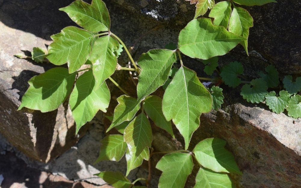 How to treat poison ivy: a poison ivy plant. 