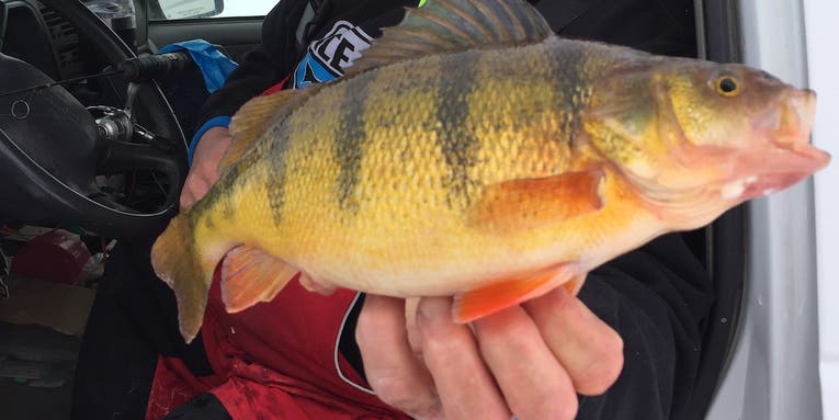Stay Mobile and Catch a Pile of Perch Through the Ice