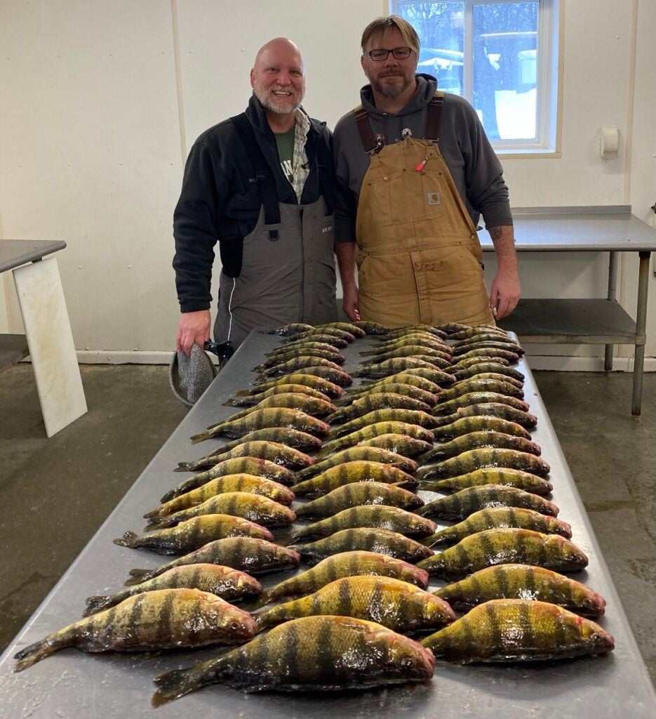 Two anglers with a table full of perch.