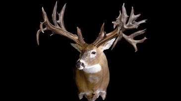 10 of the Biggest Whitetail Shed Antlers Ever Found, Including Three World Record-Size Deer