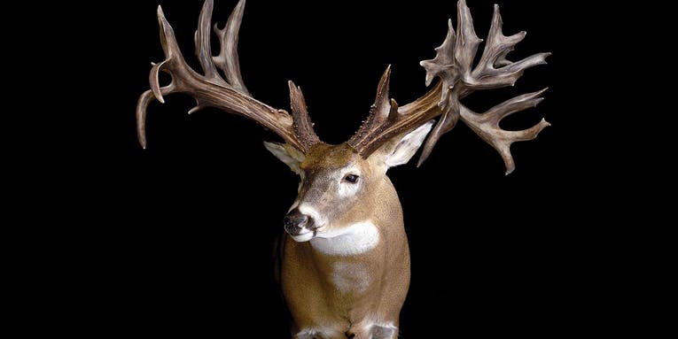 10 of the Biggest Whitetail Shed Antlers Ever Found, Including Three World Record-Size Deer