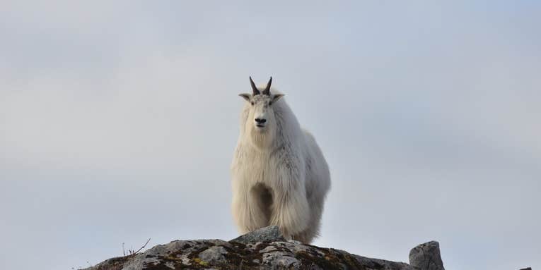Officials Cull 58 Mountain Goats From Helicopters in Grand Teton National Park