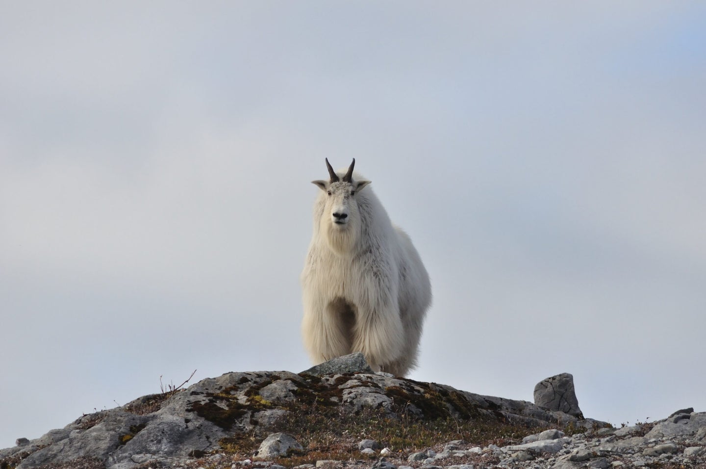mountain goat stands atop ridgetop