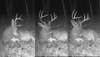 trail camera photos of sleeping whitetail deer