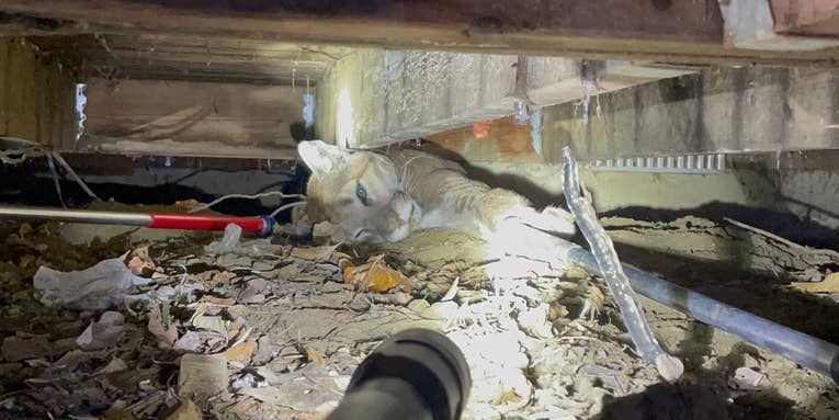 Mountain Lion Tranquilized and Removed From Beneath a Porch in Colorado