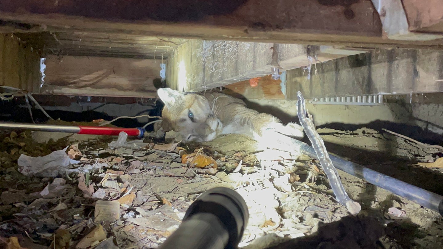 mountain lion shown with flashlight underneath porch