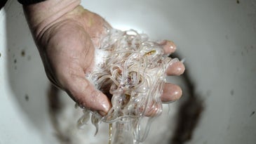 Mainers Hope Baby Eel Fishing Will Yield High Prices Again This Year