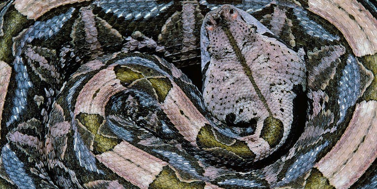Florida Man Pleads Guilty to Shipping Venomous Snakes from His Home