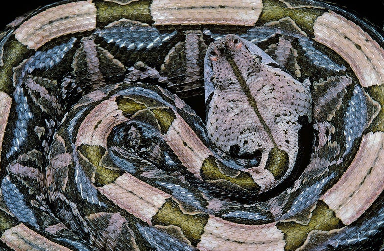 The Gaboon viper  is the heaviest venomous snake in Africa. 