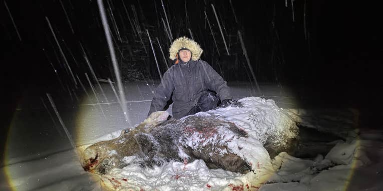 17-Year-Old Musher Shoots Rampaging Cow Moose to Protect Sled Dogs