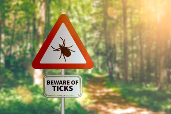 Tick-borne diseases will likely be on the rise this year. 