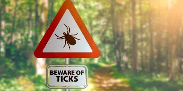 Veterinarians Issue a High Tick-Disease Warning for 2022